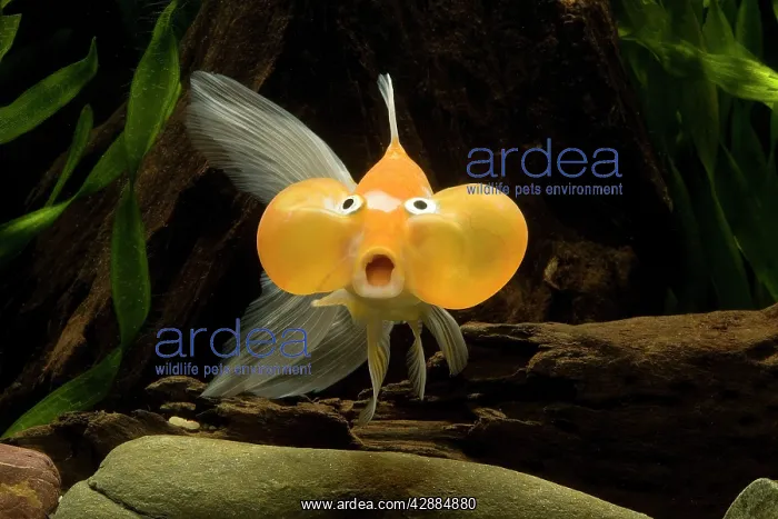 : Aquarium Fish : Aquarium Fish