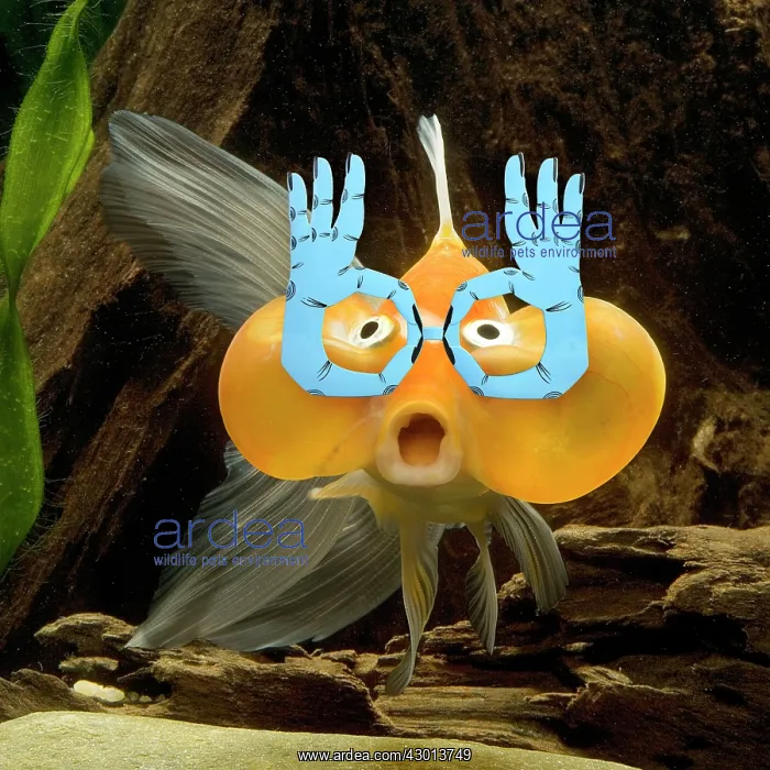 : Aquarium Fish : Aquarium Fish