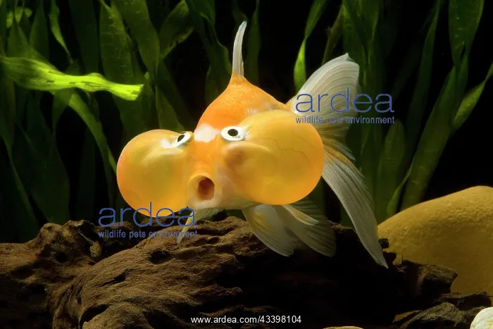 : Aquarium Fish : Aquarium Fish