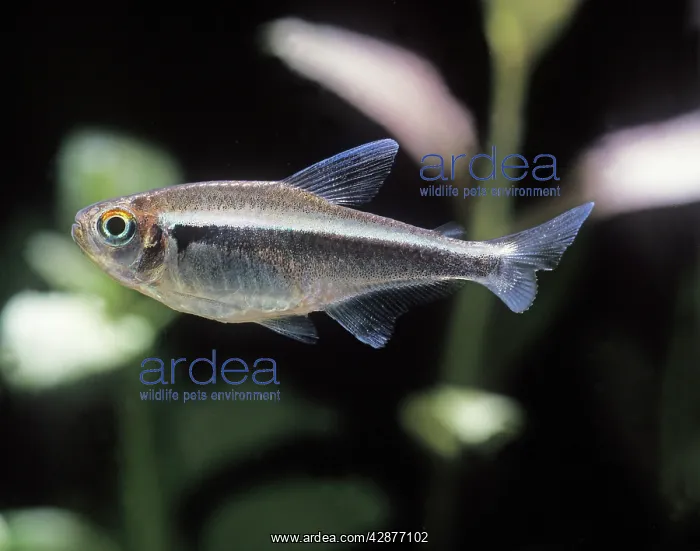 : Aquarium Fish - Black Neon Tetra : Aquarium Fish - Black Neon Tetra