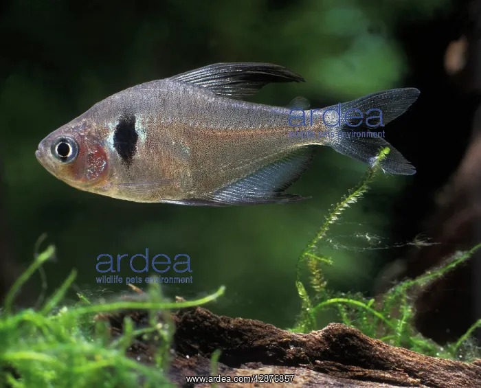 : Aquarium Fish - Black Phantom Tetra : Aquarium Fish - Black Phantom Tetra