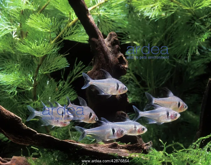 : Aquarium Fish - Black Phantom Tetra : Aquarium Fish - Black Phantom Tetra