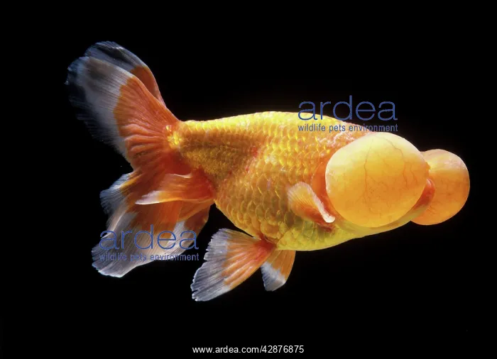  : Aquarium Fish - Bubble-Eye Goldfish