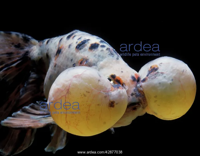 : Aquarium Fish - Bubble-Eye Goldfish : Aquarium Fish - Bubble-Eye Goldfish