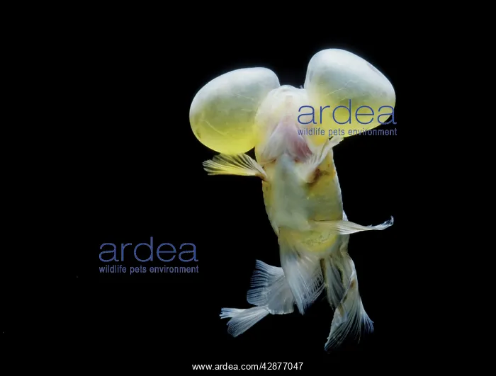 : Aquarium Fish - Bubble-Eye Goldfish : Aquarium Fish - Bubble-Eye Goldfish