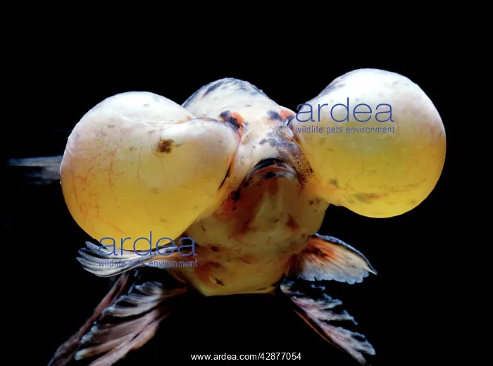  : Aquarium Fish - Bubble-Eye Goldfish