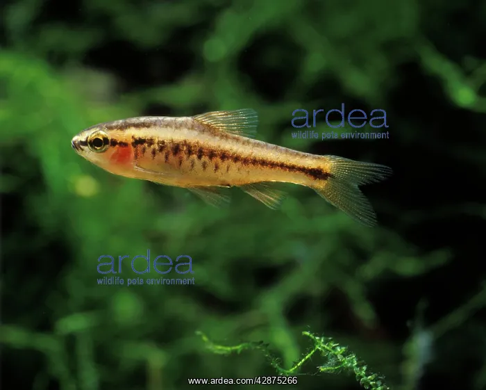 : Aquarium Fish - Cherry Barb : Aquarium Fish - Cherry Barb