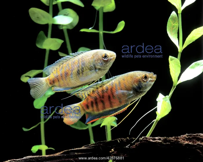 : Aquarium Fish - Dwarf Gourami : Aquarium Fish - Dwarf Gourami
