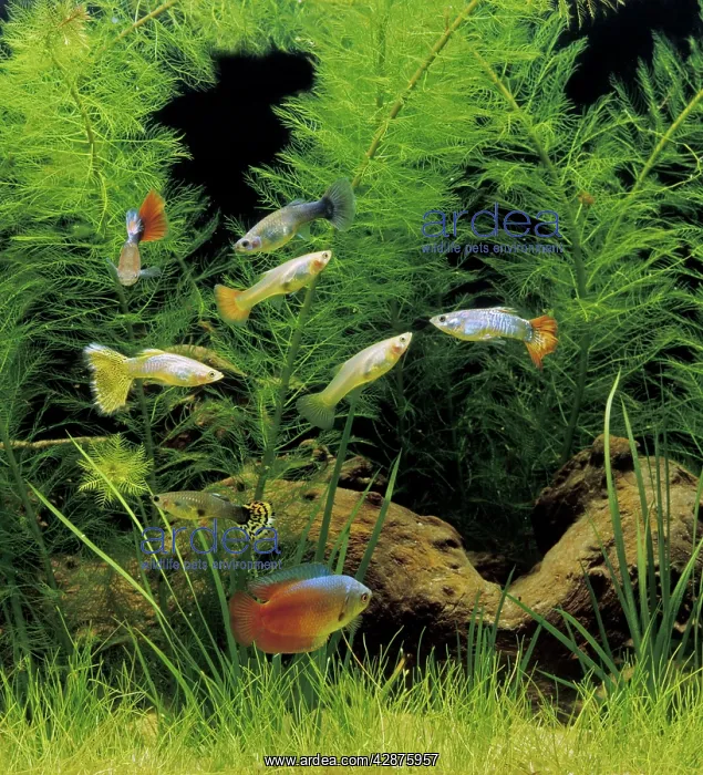 : Aquarium Fish - Dwarf Gourami and Guppy : Aquarium Fish - Dwarf Gourami and Guppy
