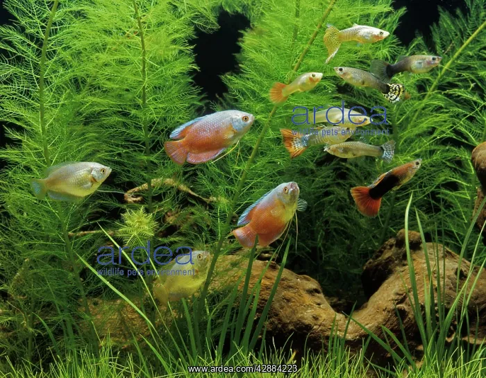 : Aquarium Fish - Dwarf Gourami and Guppy : Aquarium Fish - Dwarf Gourami and Guppy