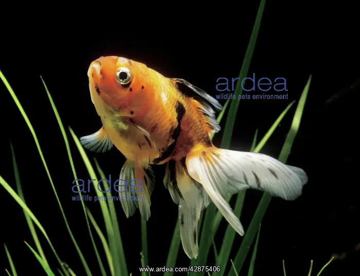 : Aquarium Fish - Fantail Goldfish : Aquarium Fish - Fantail Goldfish