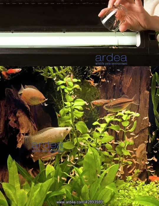  : Aquarium Fish - being fed