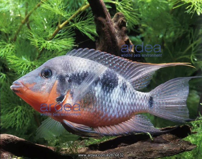 : Aquarium Fish - Firemouth Cichlid : Aquarium Fish - Firemouth Cichlid
