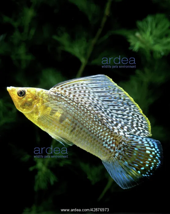 : Aquarium Fish - Giant Sailfin Molly : Aquarium Fish - Giant Sailfin Molly