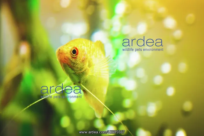 : Aquarium Fish Golden gourami Trichogaster trichopterus : Aquarium Fish Golden gourami Trichogaster trichopterus