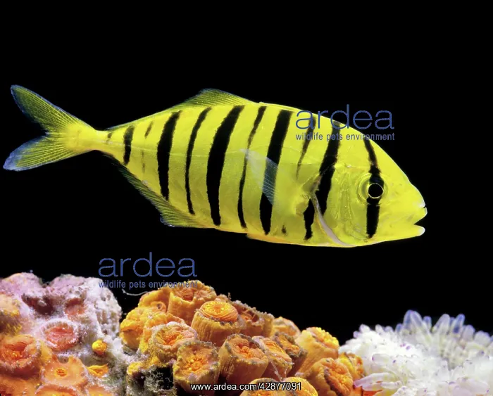 : Aquarium Fish - Golden Jack / Golden Trevally : Aquarium Fish - Golden Jack / Golden Trevally