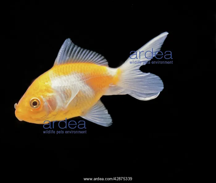 : Aquarium Fish - Goldfish : Aquarium Fish - Goldfish