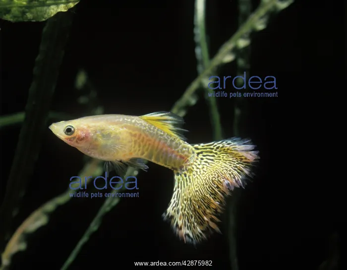  : Aquarium Fish - Guppy - male