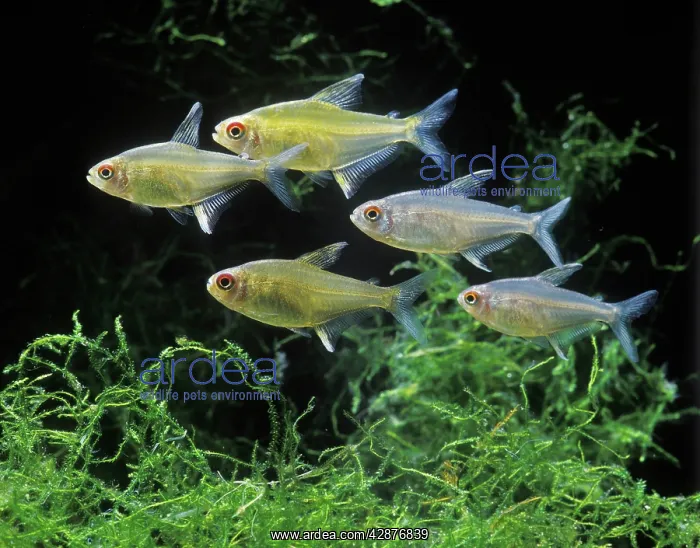  : Aquarium Fish - Lemon Tetra