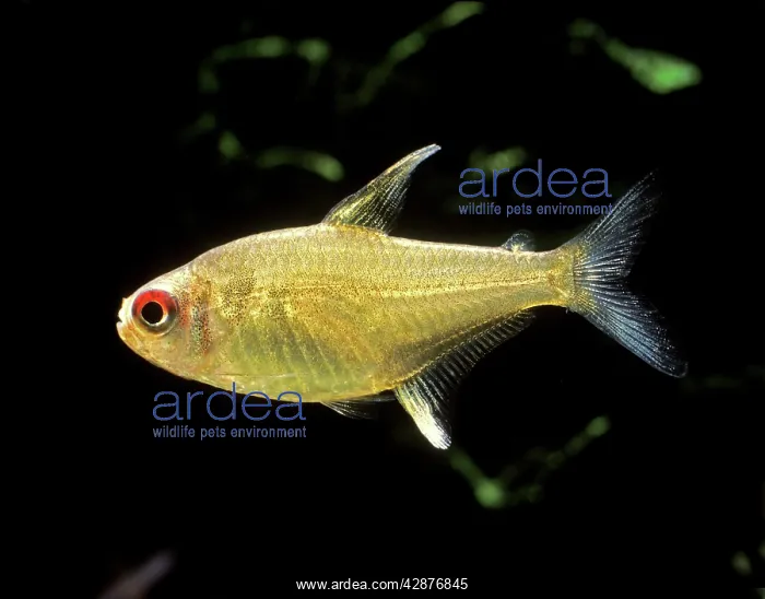 : Aquarium Fish - Lemon Tetra : Aquarium Fish - Lemon Tetra