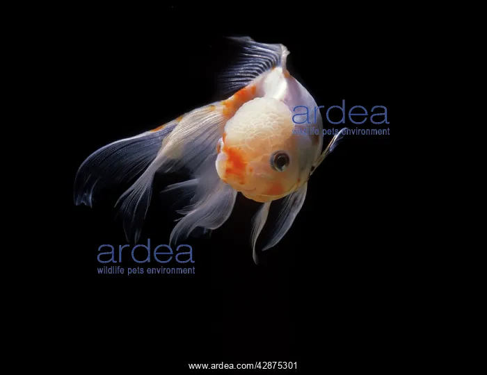 : Aquarium Fish - Lionhead Goldfish : Aquarium Fish - Lionhead Goldfish