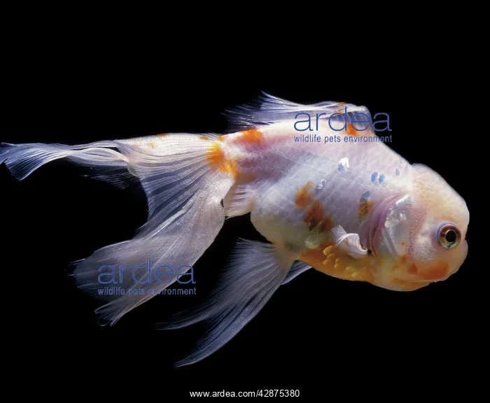 : Aquarium Fish - Lionhead Goldfish : Aquarium Fish - Lionhead Goldfish