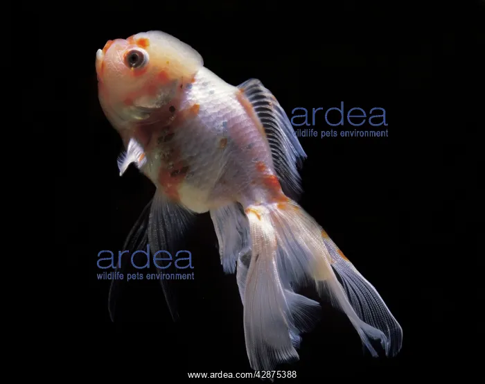 : Aquarium Fish - Lionhead Goldfish : Aquarium Fish - Lionhead Goldfish