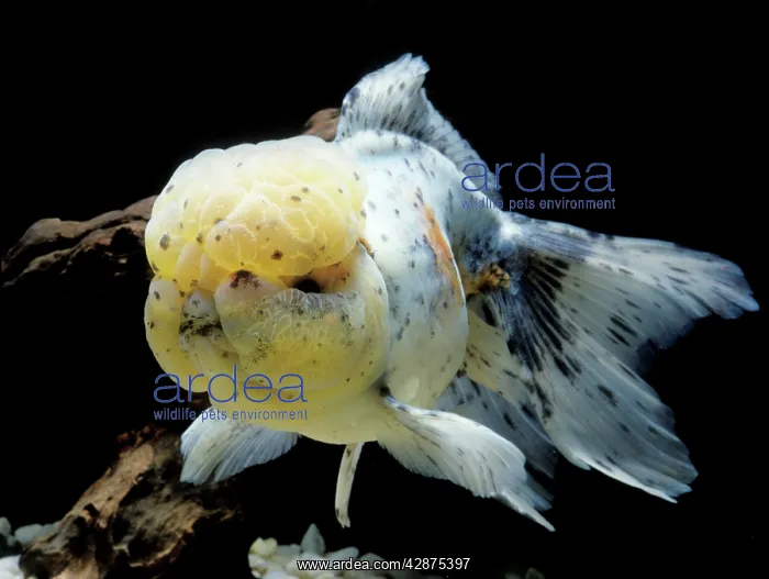 : Aquarium Fish - Lionhead Goldfish : Aquarium Fish - Lionhead Goldfish