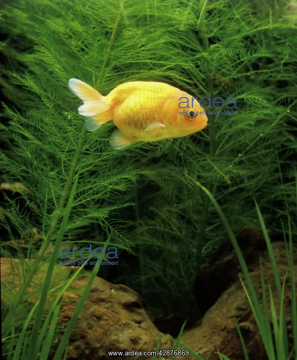: Aquarium Fish - Lionhead Goldfish - young : Aquarium Fish - Lionhead Goldfish - young