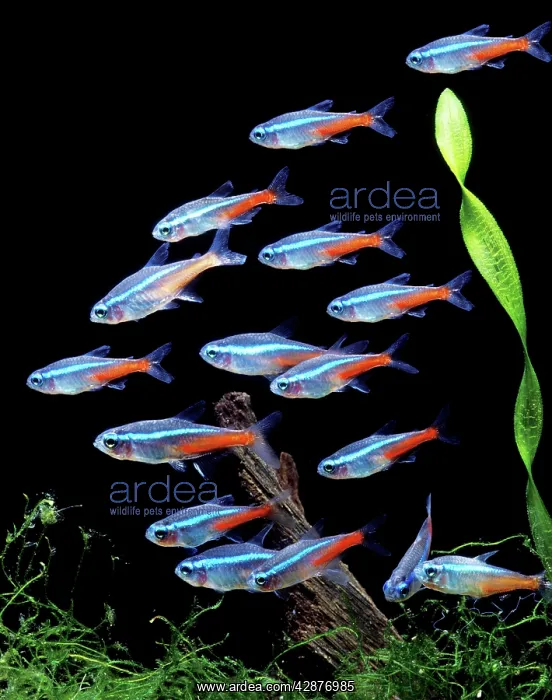  : Aquarium Fish - Neon Tetra