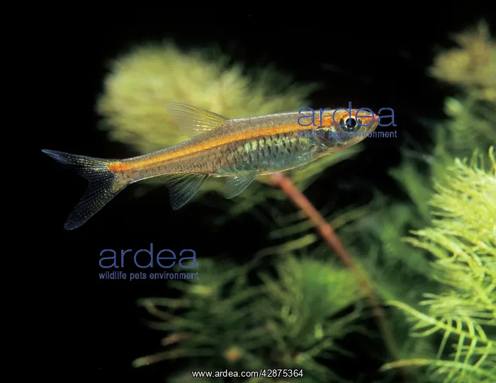 : Aquarium Fish - Red-line Rasbora : Aquarium Fish - Red-line Rasbora