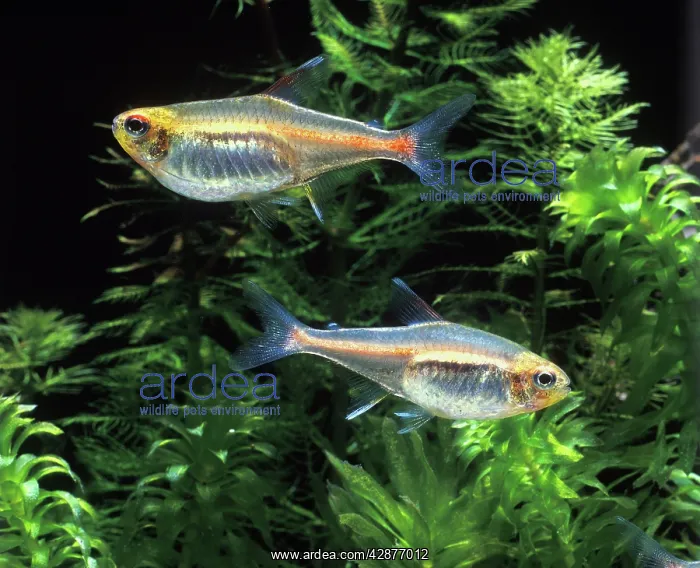  : Aquarium Fish - Rose (Pink?) Neon Tetra