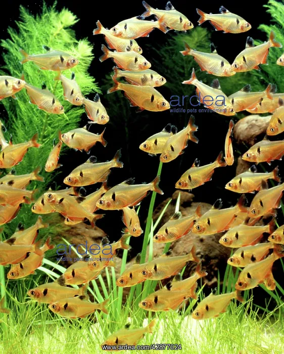  : Aquarium Fish - Serpae tetra