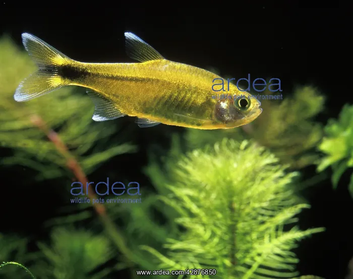 : Aquarium Fish - Silver-tipped Tetra : Aquarium Fish - Silver-tipped Tetra