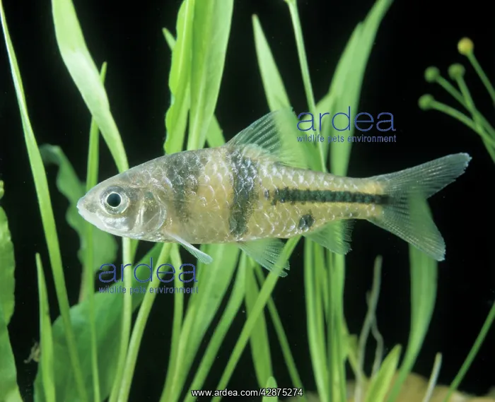 : Aquarium Fish - Spanner Barb : Aquarium Fish - Spanner Barb