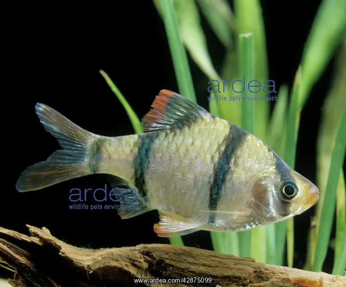 : Aquarium Fish - Sumatra / Tiger Barb : Aquarium Fish - Sumatra / Tiger Barb