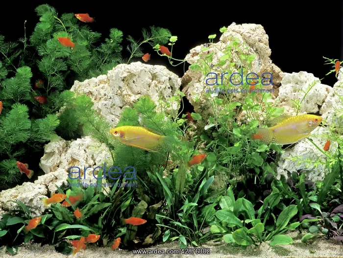 : Aquarium Fish - Three-spot / Blue Gourami (Trichogaster : Aquarium Fish - Three-spot / Blue Gourami (Trichogaster