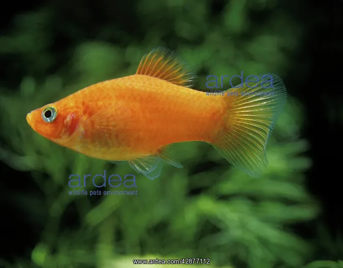 : Aquarium Fish - Variegated / Variable Platy : Aquarium Fish - Variegated / Variable Platy