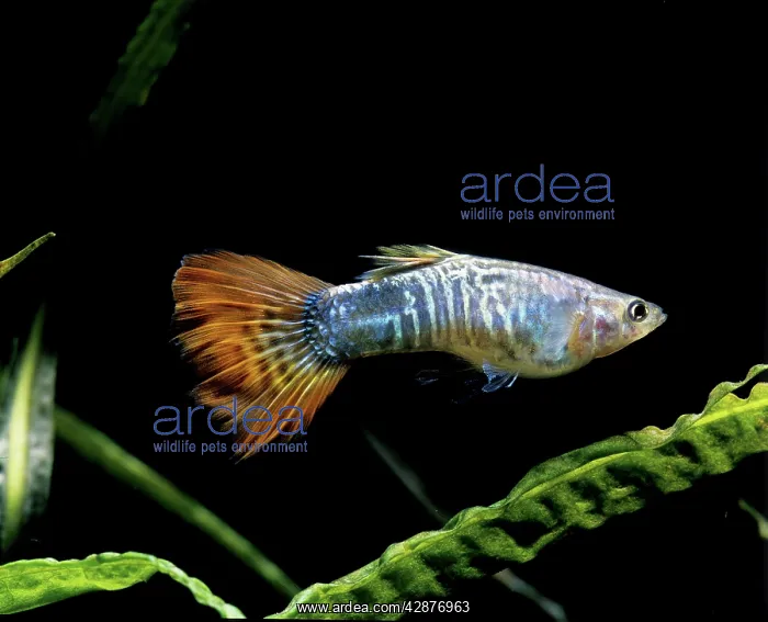  : Aquarium Fish - Veil-tail Guppy