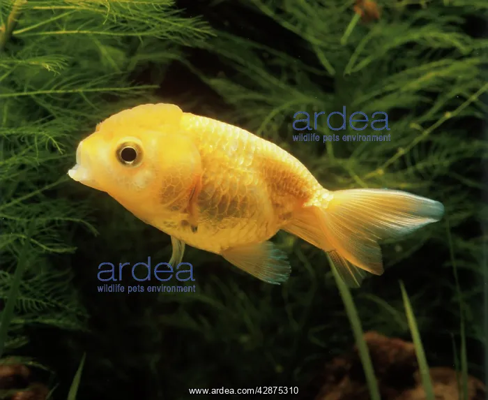 : Aquarium Fish - young Lionhead Goldfish : Aquarium Fish - young Lionhead Goldfish