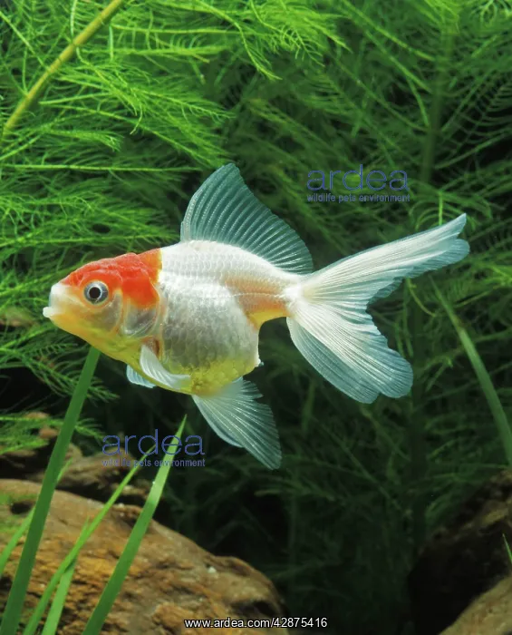 : Aquarium Fish - young Lionhead Goldfish : Aquarium Fish - young Lionhead Goldfish