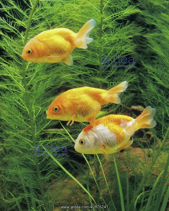  : Aquarium Fish - young Lionhead Goldfish