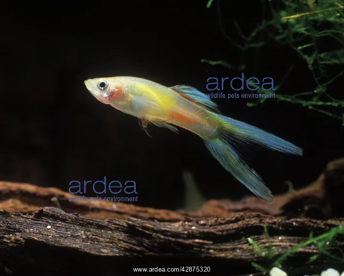 : Aquarium Fish - young male Guppy : Aquarium Fish - young male Guppy