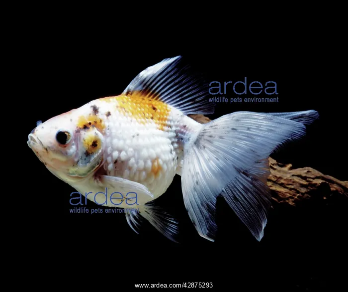 : Aquarium - Goldfish : Aquarium - Goldfish