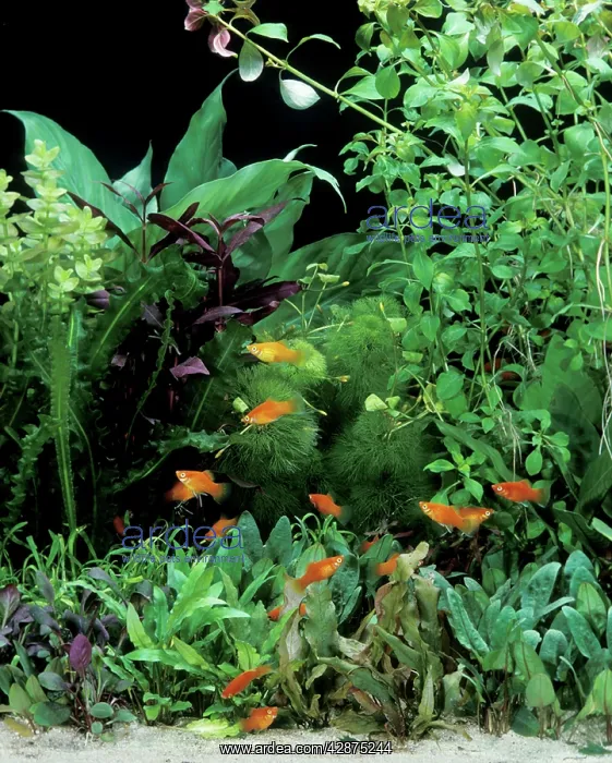 : Aquarium - with Red Platy : Aquarium - with Red Platy