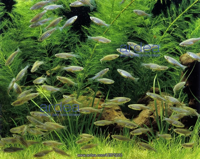 : Aquarium - Zebra Danio Fish - feeding : Aquarium - Zebra Danio Fish - feeding