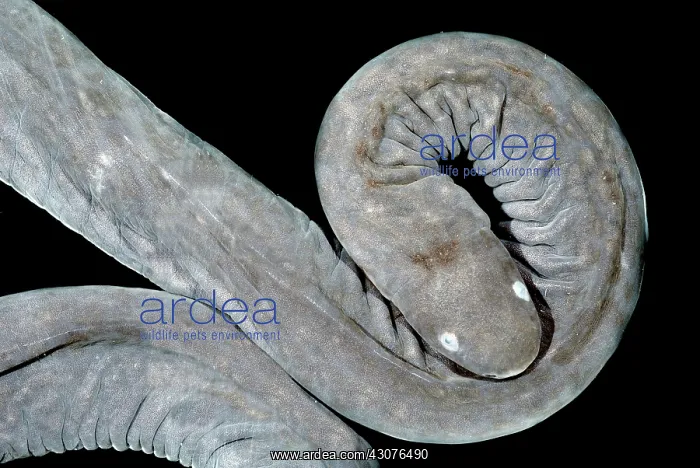 : Aquatic Caecilian : Aquatic Caecilian