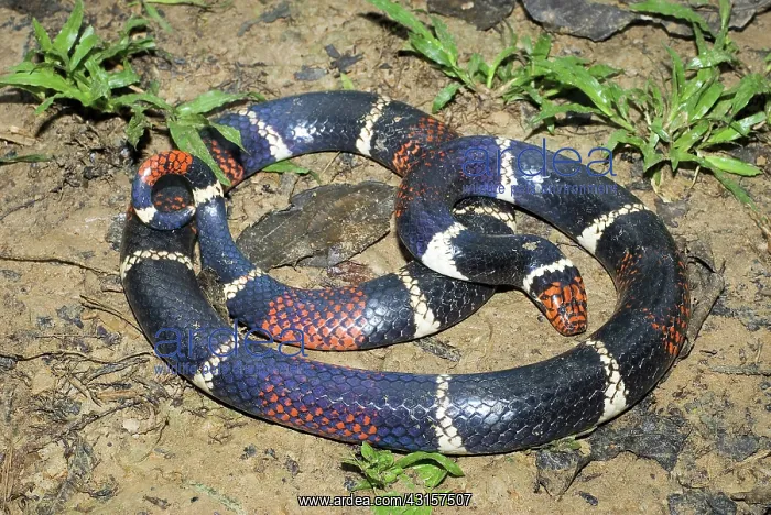 : Aquatic Coral Snake (Micrurus surinamensis) : Aquatic Coral Snake (Micrurus surinamensis)