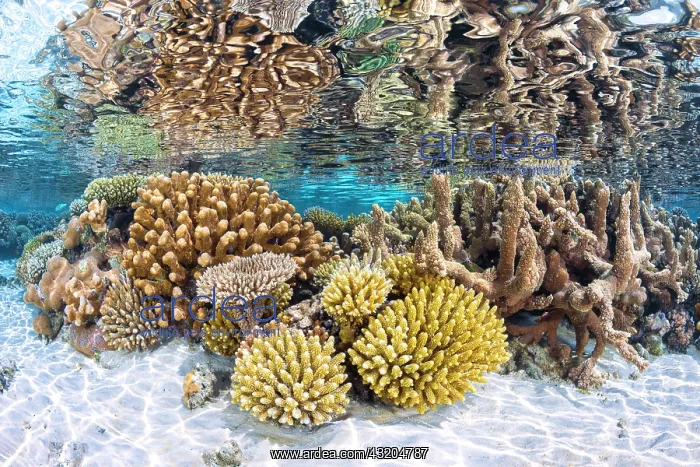  : An aquatic garden, like a flower garden of a thousand
