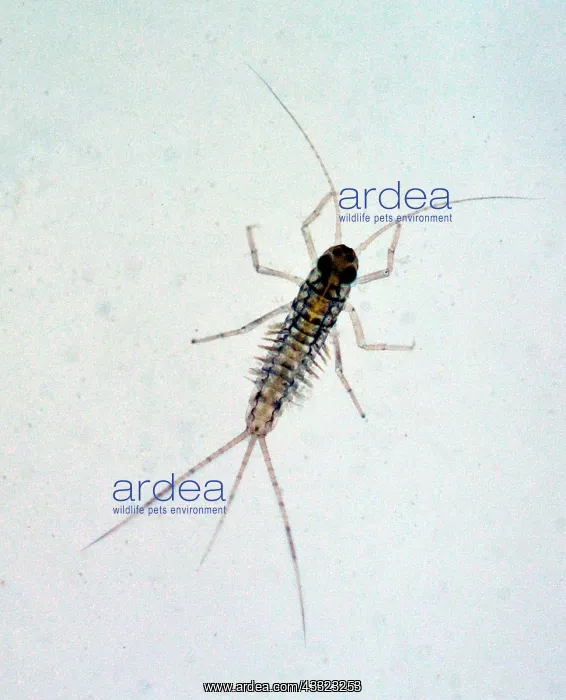 : Aquatic Larval stage (nymph) of a mayfly. Adults : Aquatic Larval stage (nymph) of a mayfly. Adults